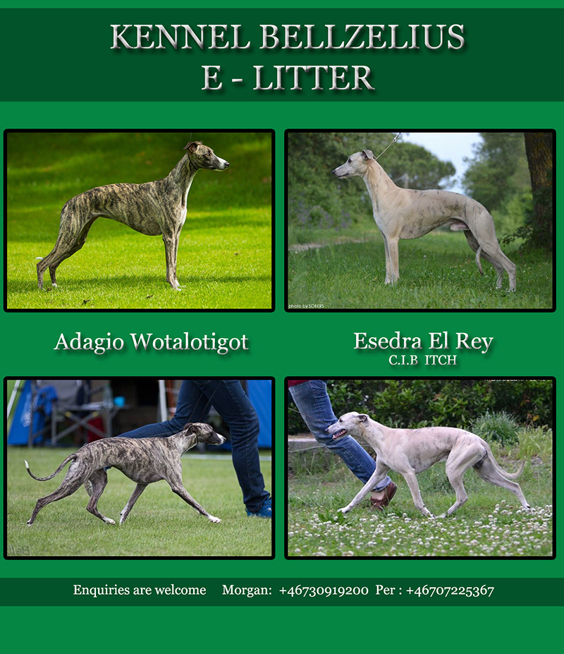 E litter 1