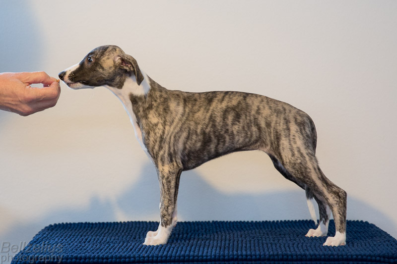 greta 10w 7896