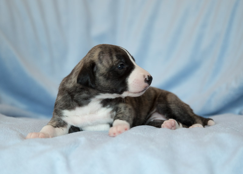 three weeks 5626