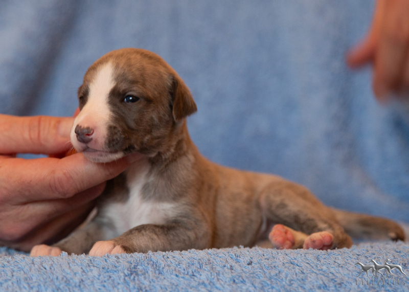 girl1 18d sida